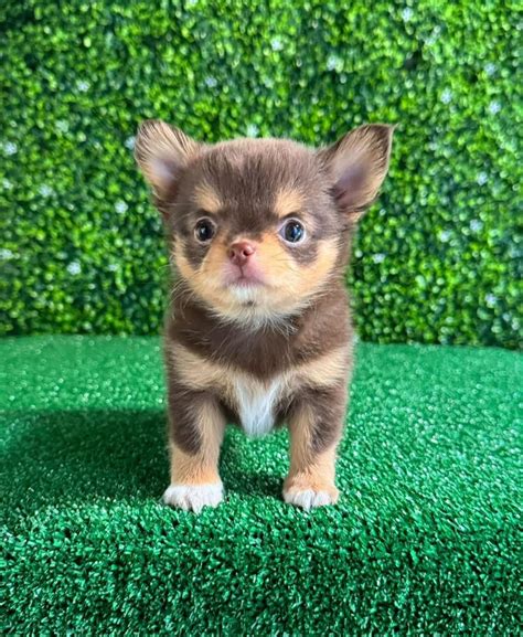 Beautiful Chihuahuas For Sale