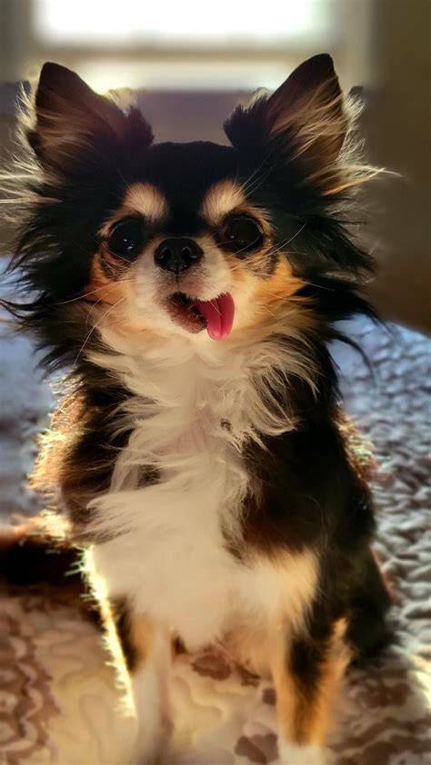 Beautiful Chiwawa Long Hair