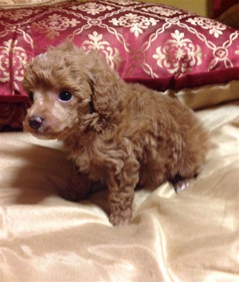 Beautiful Cinnamon Poodles