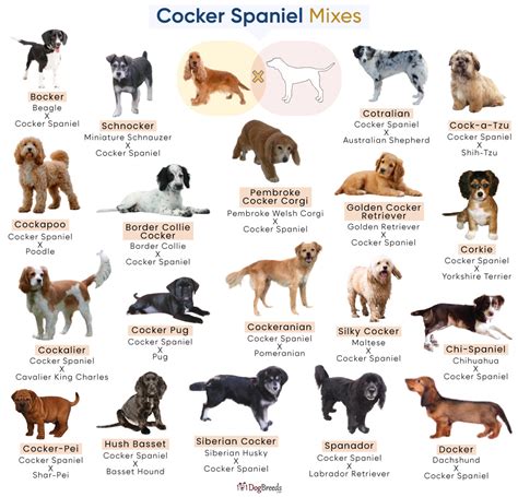Beautiful Cocker Spaniel Mix Breeds