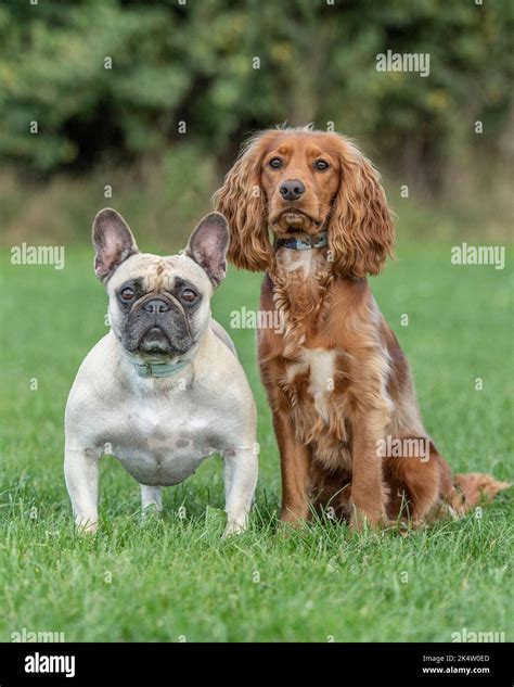 Beautiful Cocker Spaniel X French Bulldog