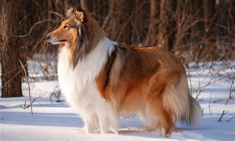 Beautiful Collie Breeds