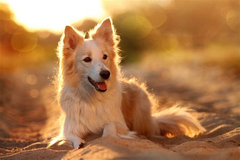 Beautiful Collie Videos