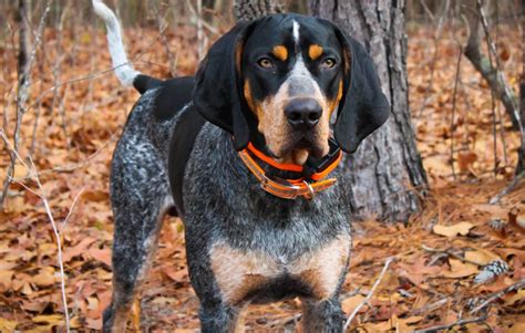 Beautiful Coonhound Bluetick