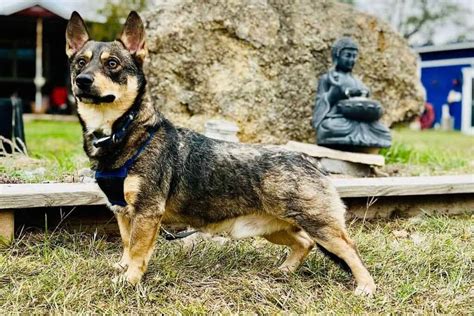 Beautiful Corgi Cross German Shepherd For Sale
