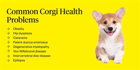 Beautiful Corgi Health Problems