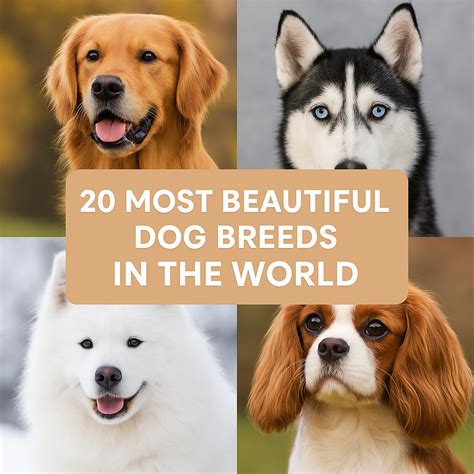 Beautiful Cuddliest Dog Breeds
