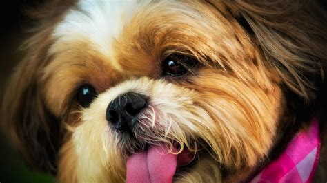 Beautiful Cute Dogs Images