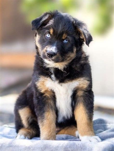 Beautiful Cute Dogs Mixes