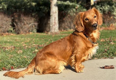 Beautiful Dachshund Golden Mix
