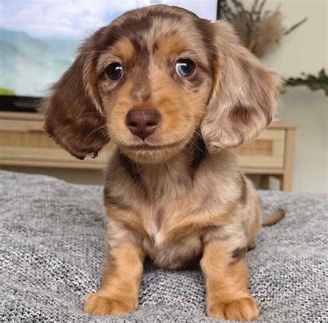 Beautiful Dachshund Long Hair Mini