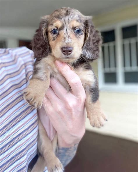 Beautiful Dachshunds Near Me