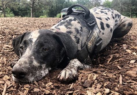 Beautiful Dalmatian Border Collie Mix