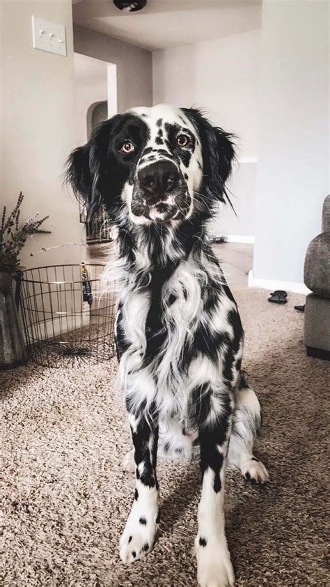 Beautiful Dalmatian Mixes