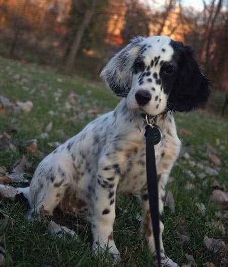Beautiful Dalmatian Spaniel Mix