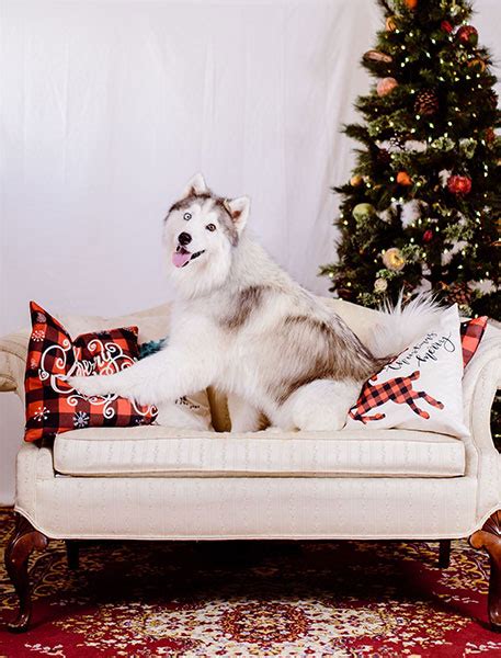 Beautiful December Cover Dog Contest