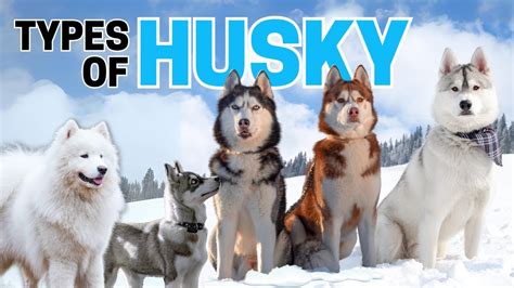 Beautiful Different Types Of Husky Dogs
