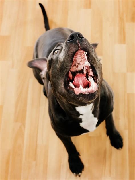 Beautiful Do Pitbulls Bark