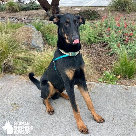 Beautiful Doberman Cross German Shepherd