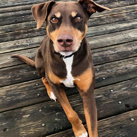 Beautiful Doberman Mixes