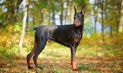 Beautiful Doberman Qualities