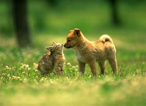 Beautiful Dog And Cat