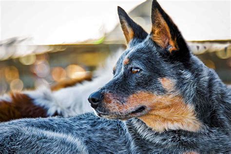 Beautiful Dog Breed Blue Heeler