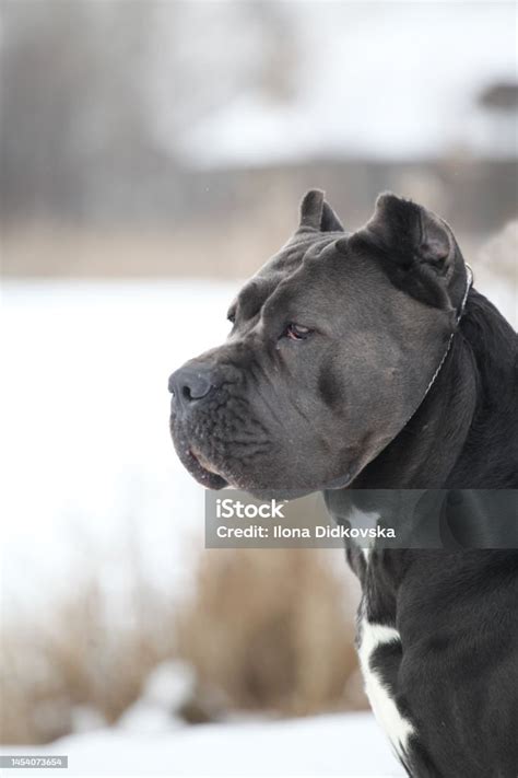 Beautiful Dog Breed Cane Corso