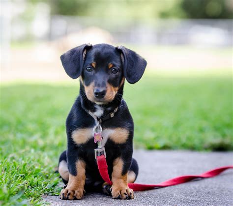 Beautiful Dog Breed Mixes