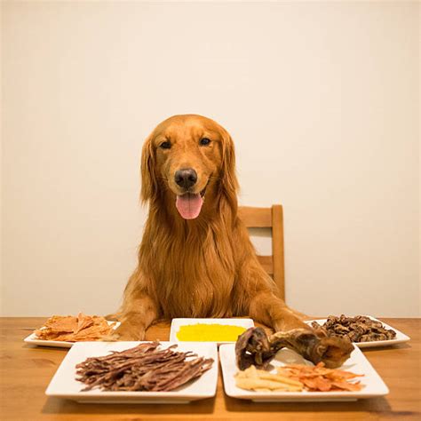 Beautiful Dog Eating At Dinner Table