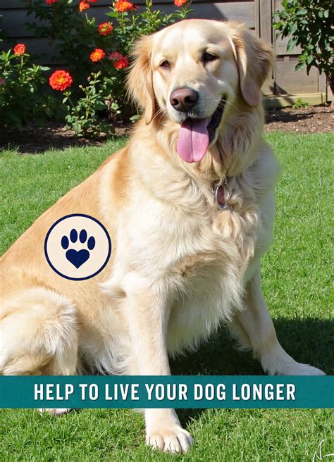 Beautiful Dog Live Longer