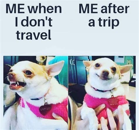 Beautiful Dog Meme Travel