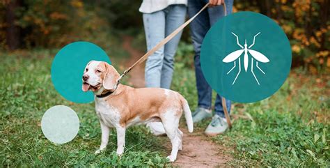 Beautiful Dog Mosquito Bite