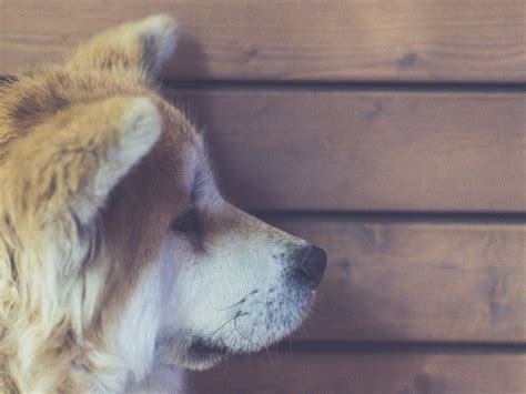 Beautiful Dog Pressing Head Against You