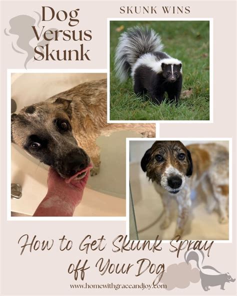 Beautiful Dog Sprayed By Skunk