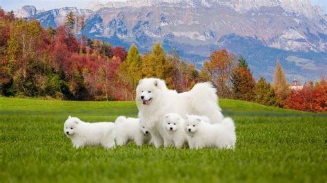 Beautiful Dogs