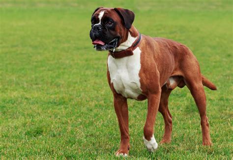 Beautiful Dogs Boxers Facts