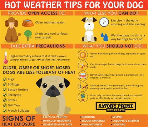 Beautiful Dogs In Hot Weather Tips