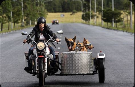 Beautiful Dogs In Sidecars