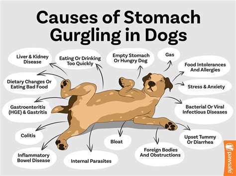 Beautiful Dogs Tummy Gurgling