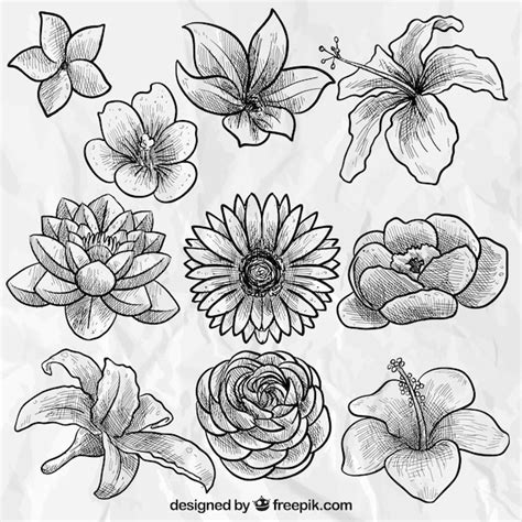 Artistic Blossoms: A Stunning Collection of Exquisitely Drawn Flowers - SEO title for a showcase of hand-drawn floral artwork.