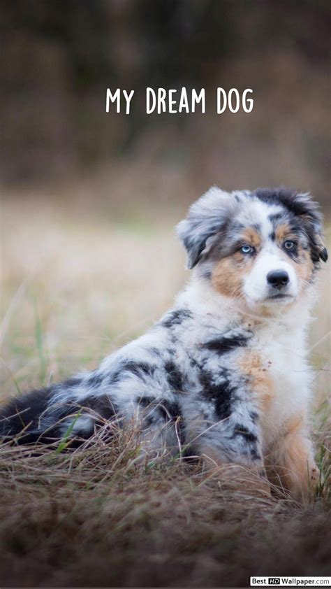 Beautiful Dream Of Dog