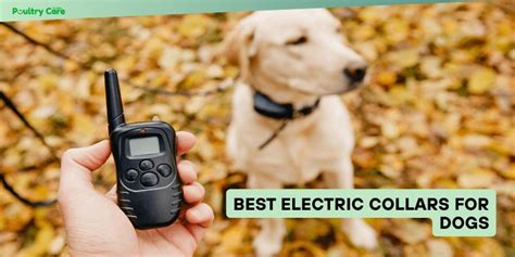 Beautiful Electric Collars On Dogs