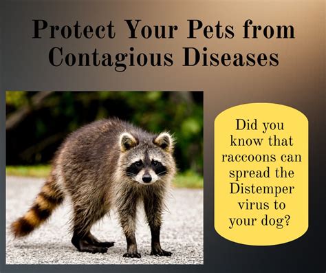 Beautiful Ew Racoons Can Spread Distemper To Mn Dogs