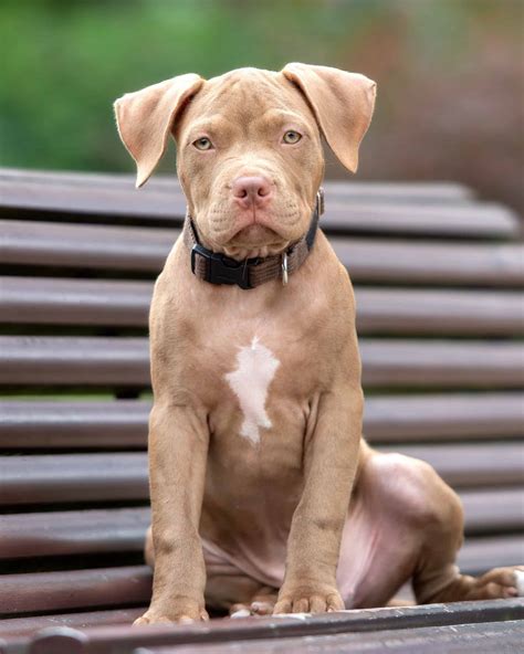 Beautiful Fawn Color Pitbull