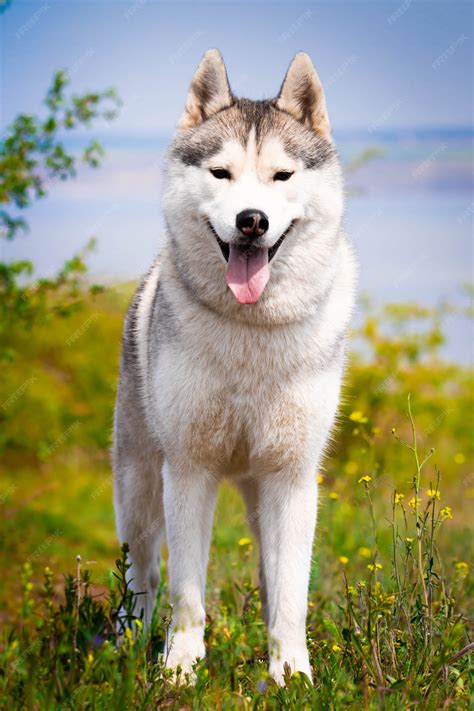 Beautiful Fluffiest Husky