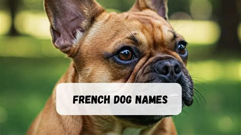 Beautiful French Dog Names
