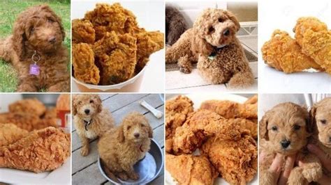 Beautiful Fried Chicken Dog