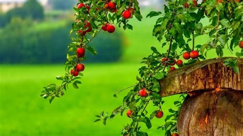 Beautiful Fruit Trees Wallpaper