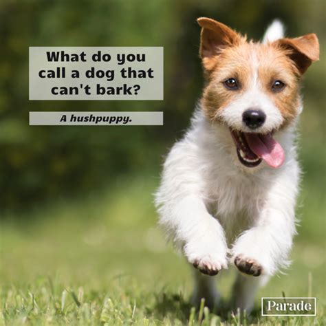 Beautiful Funny Jokes About Dogs
